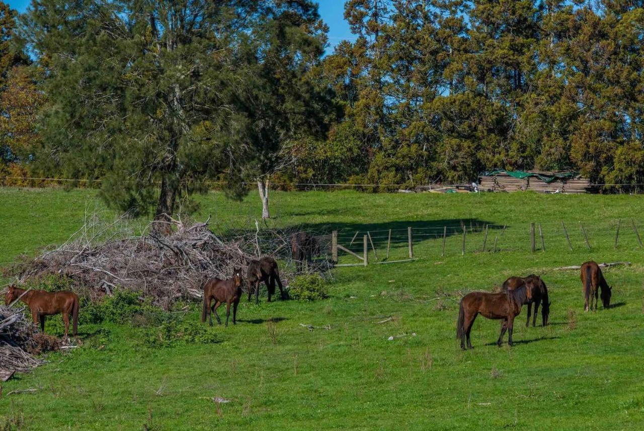 Cosy Lifestyle Cottage Perfect Getaway Pukekohe Екстер'єр фото